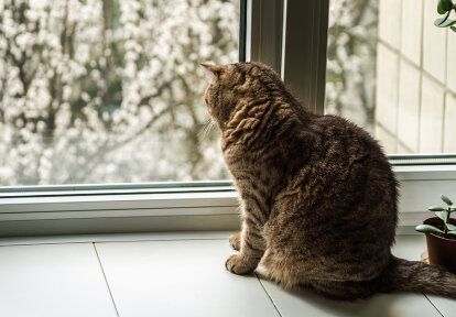 jak zabezpieczyć okno i balkon przed kotem